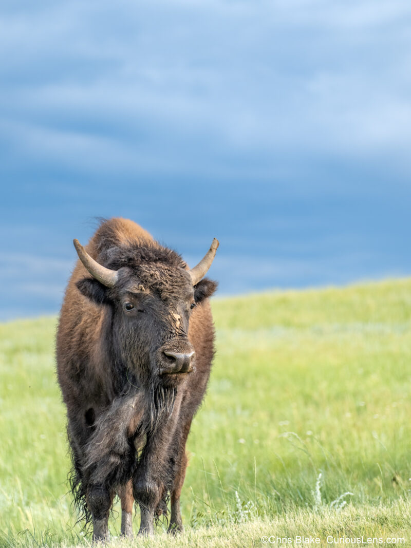 Lone bison standing in a prairie with soft light and clouds in the distance, captured after rain with the sun peeking through.