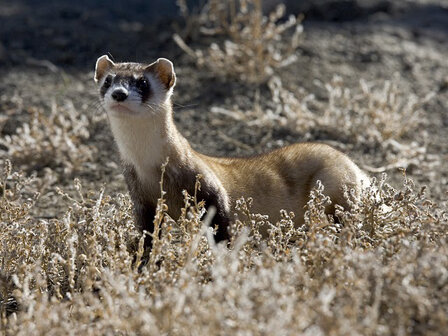 A Black Footed Ferret in the Bandlands. Heading is just poking out over the ground. 