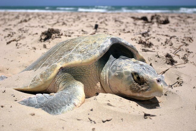 A Kemp's-ridley sea turtle making its way across a beach with ocean waves crashing in the background.