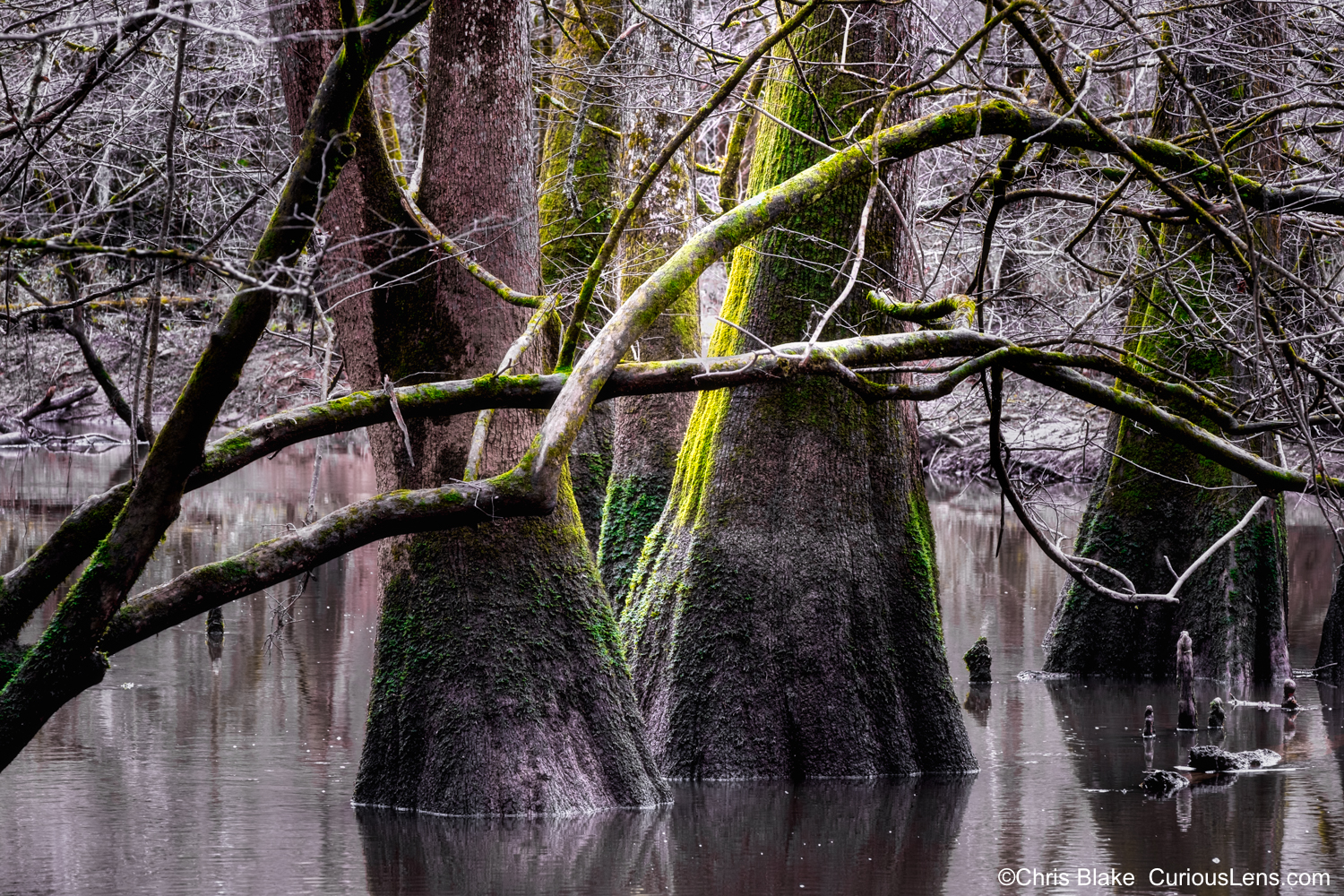 Swamp tupelo trees in a calm lake with glowing moss in Congaree National Park, South Carolina.