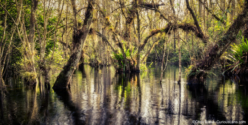 Sunrise in Big Cypress National Preserve with Boston fern and glowing moss on cypress trees.