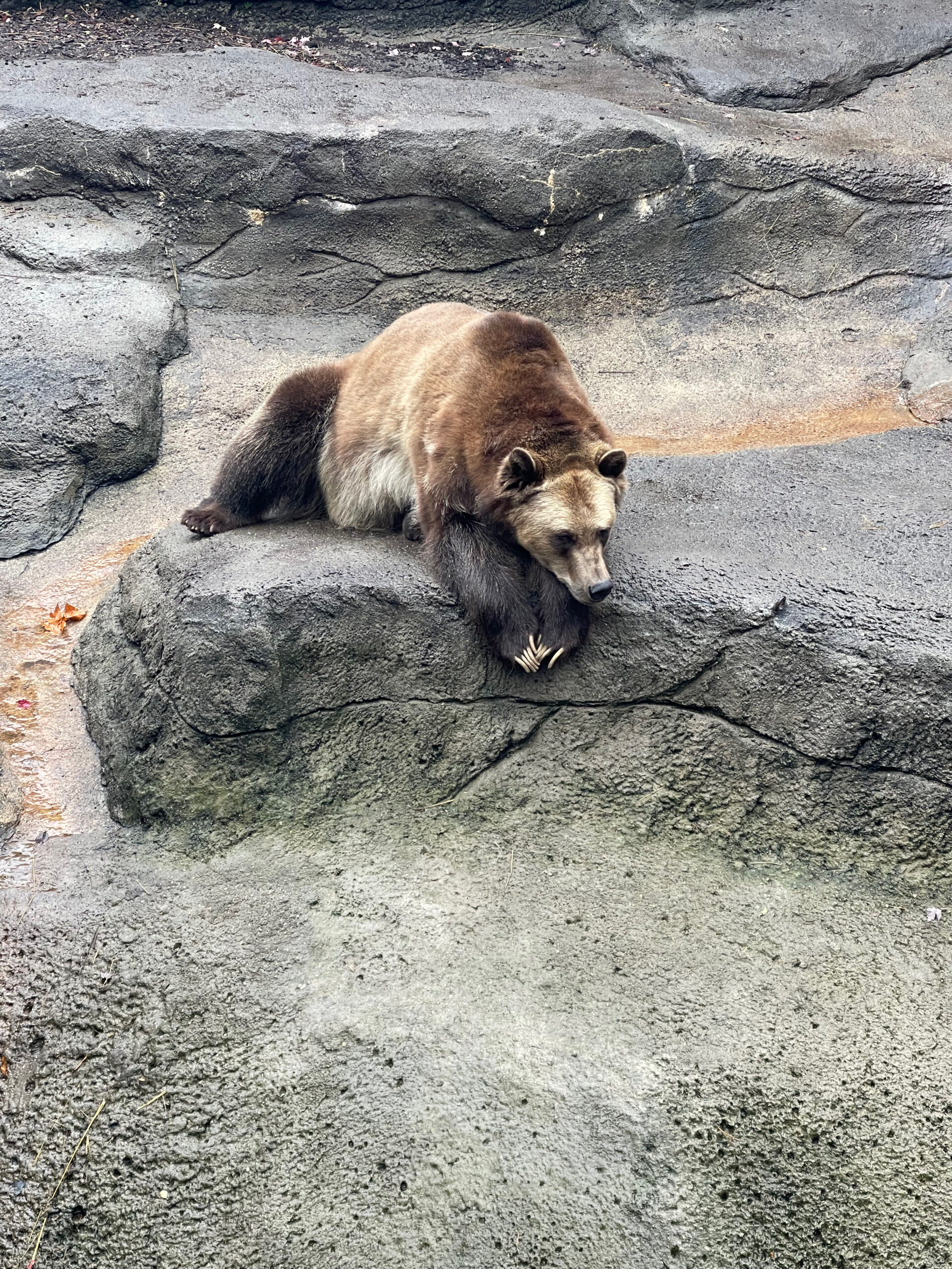 A massive brown bear laying over a rock at the MetroParks Zoo in Cleveland OH.