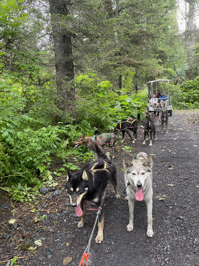 A row of sled dogs all with there tongs out pulling a summer sled at the Turning Heads Kennel.