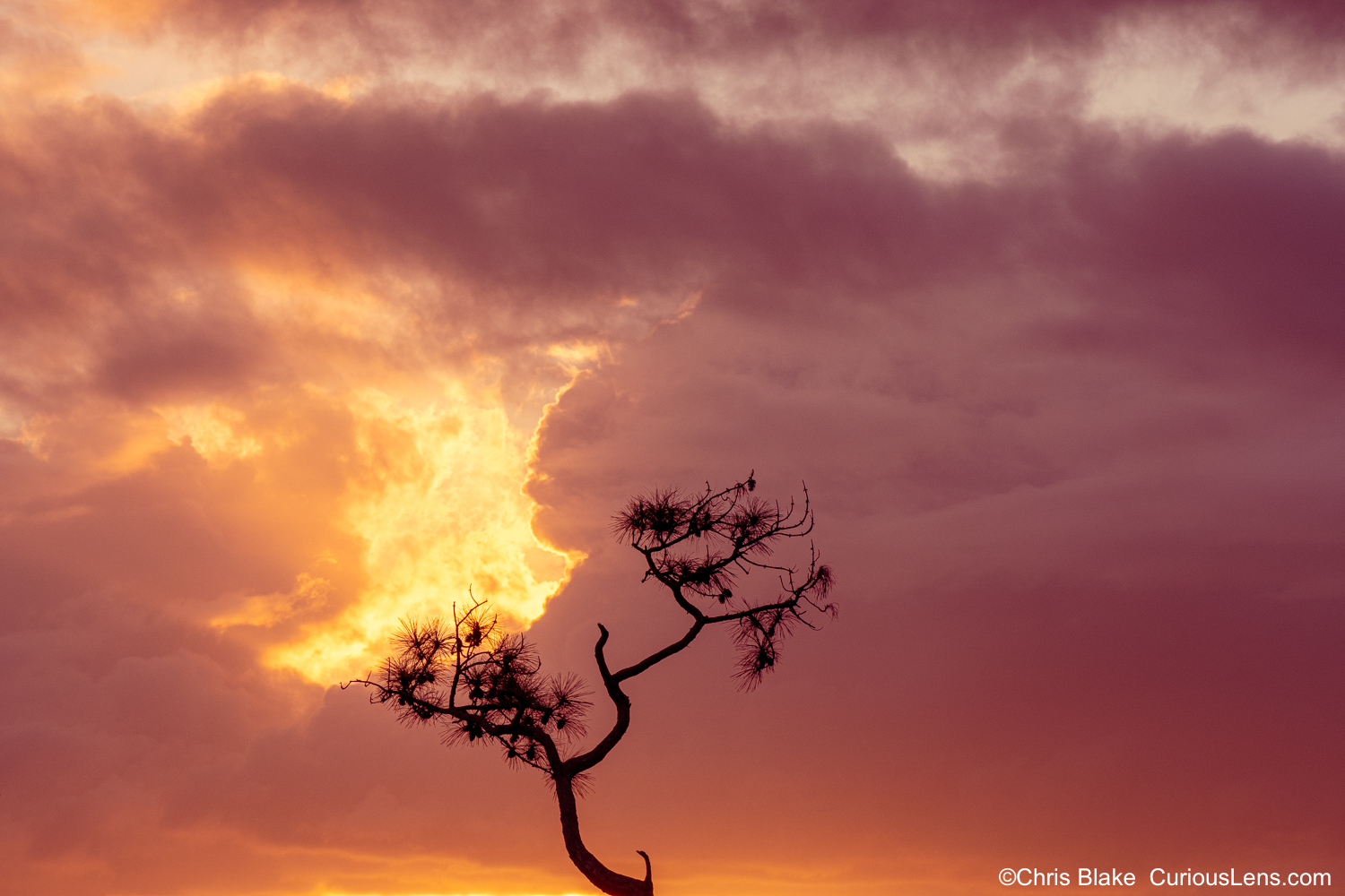 Lone pine tree in sawgrass marsh during vibrant red and yellow sunset.