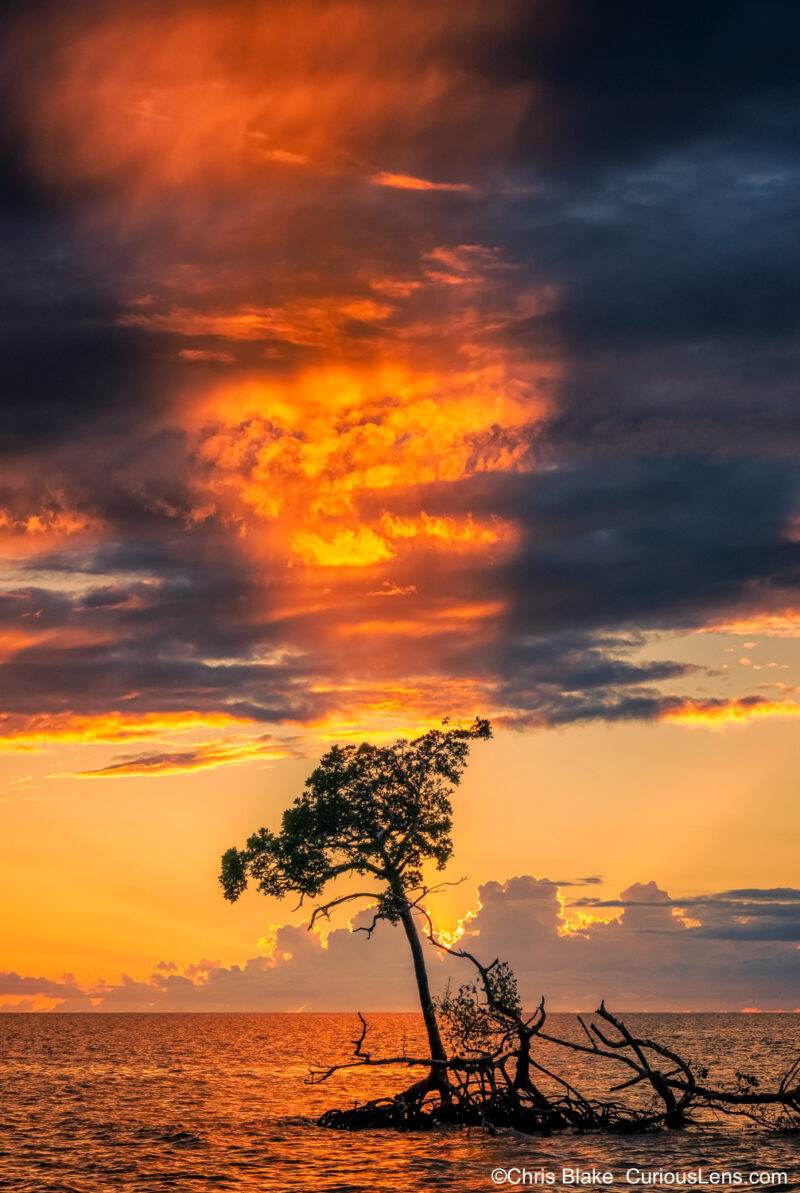 Sunset over Ten Thousand Islands in Everglades National Park with vibrant clouds and a single mangrove tree.