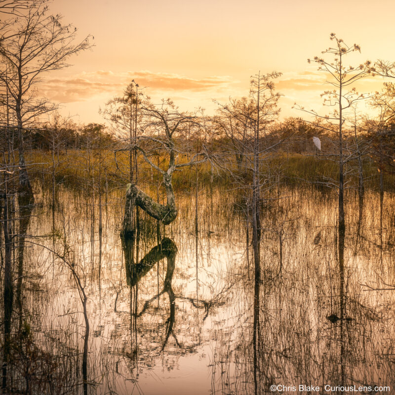 Z Tree at sunrise in Everglades National Park with reflection in high water and a bird perched in front.