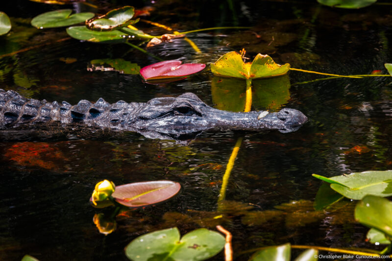 Alligator swimming among lily pads in Everglades National Park, showcasing the wildlife and natural beauty of the park.