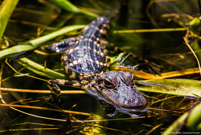 Close-up of a baby alligator resting in the water surrounded by vegetation in Everglades National Park, highlighting the wildlife and natural beauty of the park.