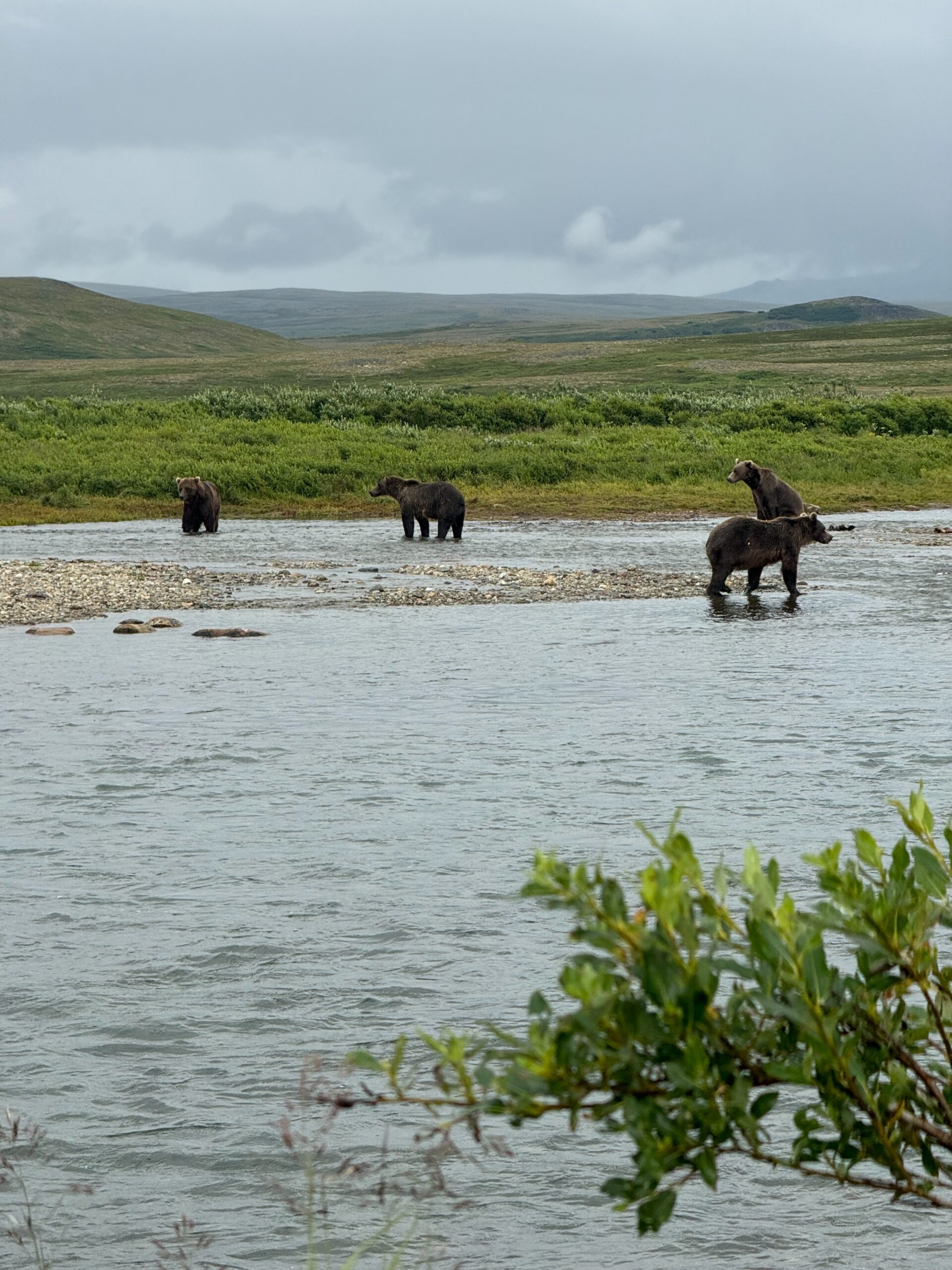 Grizzle bears standing in the river in the back country of Katmai National Park.  