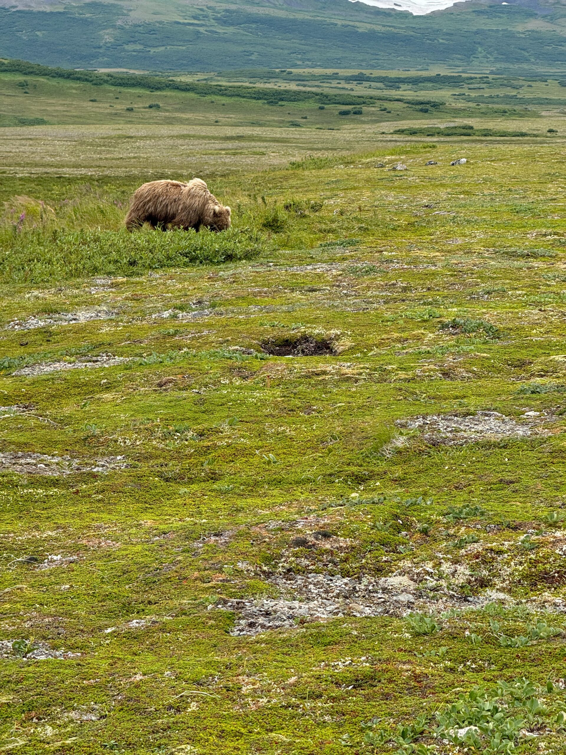 A grizzle bear eating berries on the tundra in Katmai National Park. 