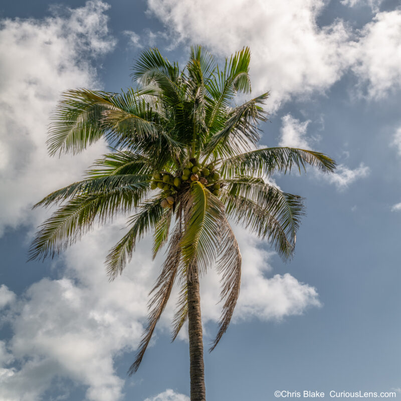 mage of a tall palm tree with lush green fronds against a clear blue sky on a sunny day. The sunlight highlights the vibrant leaves, creating a serene tropical atmosphere.