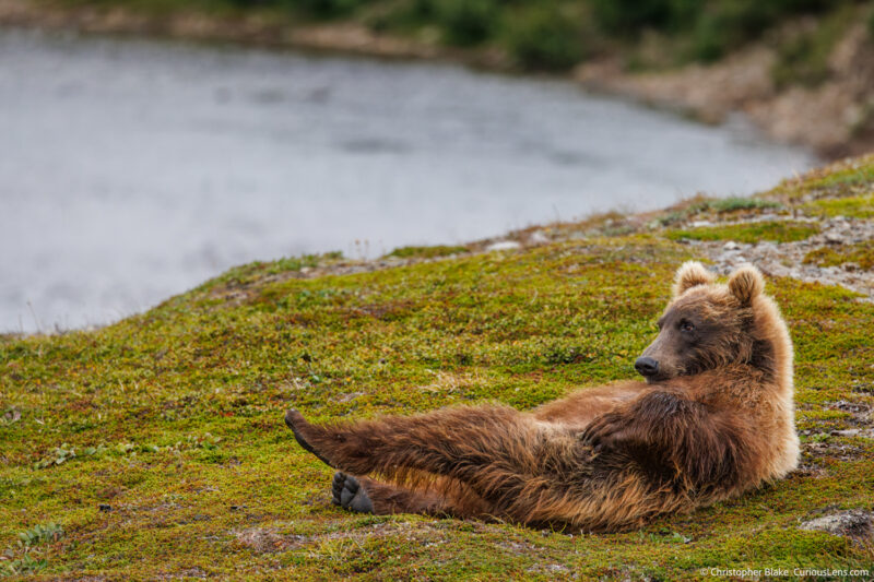 Grizzly bear lounging on its back on a grassy riverbank in Katmai National Park, Alaska, captured by Chris Blake of CuriousLens.com."