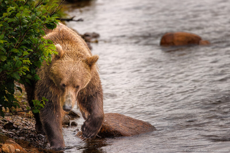 Brown bear walking along a river in Katmai National Park, Alaska, showcasing wildlife in its natural habitat.