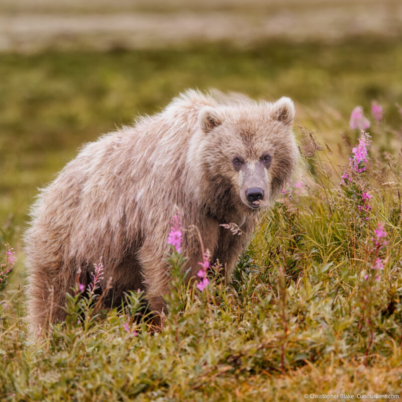 Blonde bear standing in wildflowers after fishing in Katmai National Park, Alaska, showcasing the unique wildlife and natural beauty of the park.