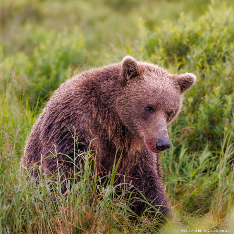 Brown bear sitting in lush grass, appearing deep in thought in Katmai National Park, Alaska, highlighting the peaceful side of wildlife.