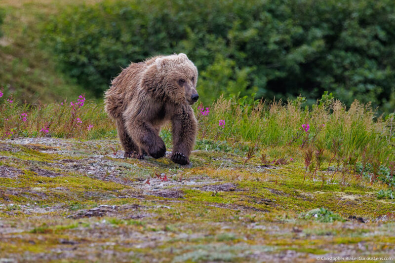 Bear running along the bank of a river in Katmai National Park, Alaska. Wildlife photography capturing the bear in motion amidst a natural landscape with wildflowers and greenery