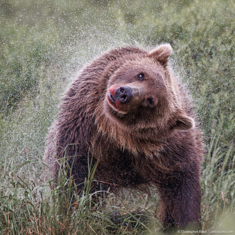 Bear shaking off water after emerging from a river in Katmai National Park, Alaska. Wildlife photography capturing the motion of water droplets and the bear in its natural habitat.