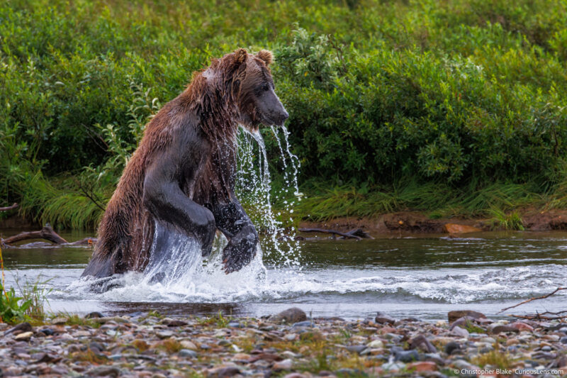 Bear attempting to catch salmon in a river at Katmai National Park, Alaska. Wildlife photography capturing the action and natural beauty of the bear in its habitat, surrounded by lush greenery.