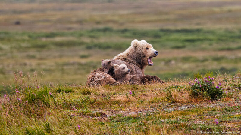 Mother grizzly bear with her two cubs resting on a tundra bluff in Katmai National Park, with an expansive landscape in the background.