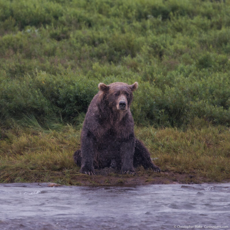 Grizzly bear sitting by a river in the rain during the salmon run in Katmai National Park, Alaska, captured by Chris Blake