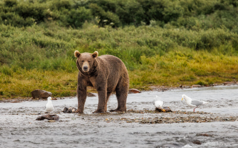 Large grizzly bear standing on river rocks searching for food, with three seagulls nearby eating fish scraps, in Katmai National Park, illustrating the interaction between predator and scavengers in the natural world.