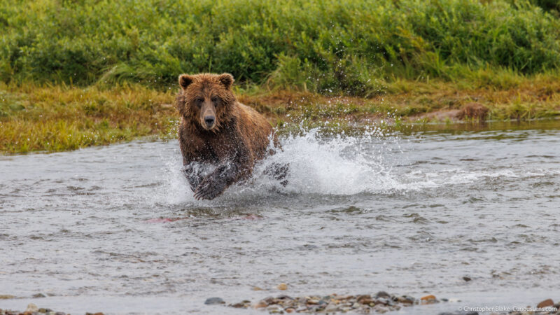 Grizzly bear charging through a river, chasing a fish during the salmon run in Katmai National Park on a cloudy, rainy day.