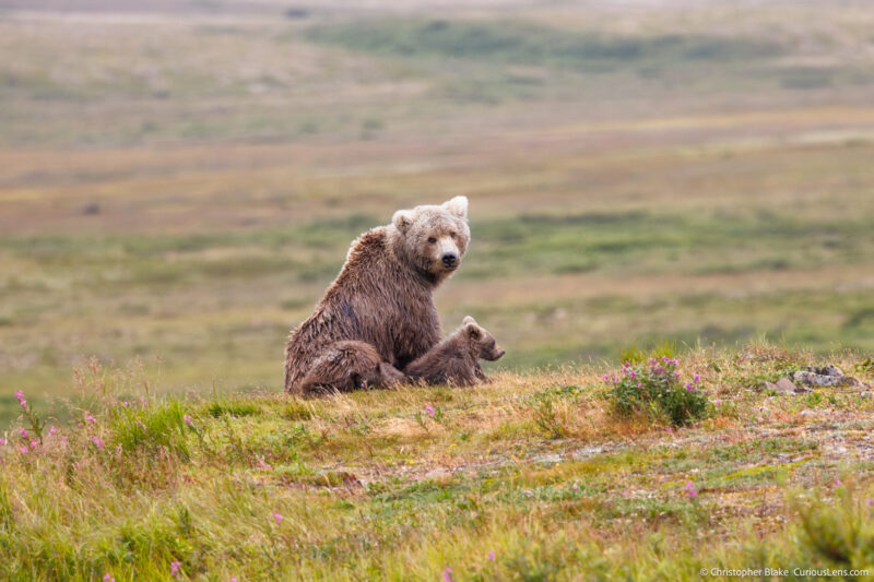 Mother grizzly bear and cub sitting in a field of wildflowers in Katmai National Park, Alaska, captured by Chris Blake of CuriousLens.com