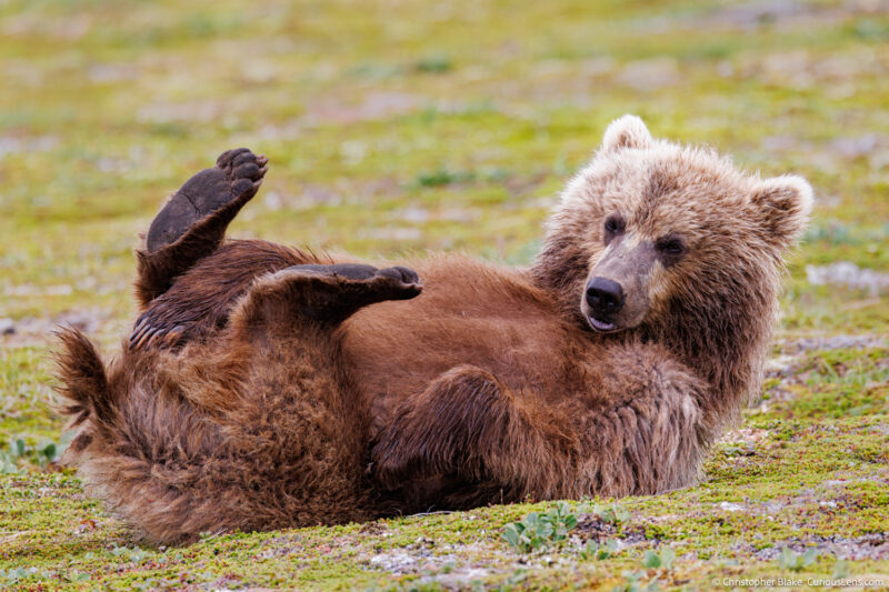 Young grizzly bear rolling on the tundra while looking over, playfully lounging in Katmai National Park.