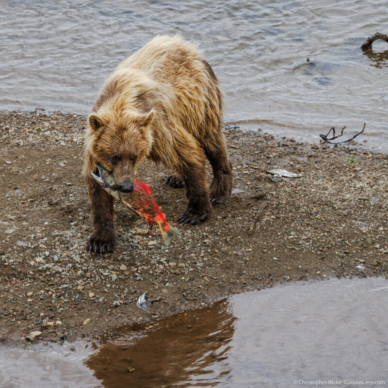 Blonde grizzly bear holding a bright red salmon in its mouth, standing on riverbank rocks in Katmai National Park, surrounded by remains of consumed salmon, illustrating the raw survival instincts of wildlife.