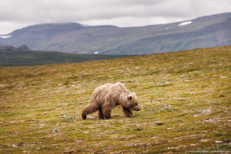 Young grizzly bear walking across the tundra with mountains and snow in the background under a cloudy sky in Katmai National Park.