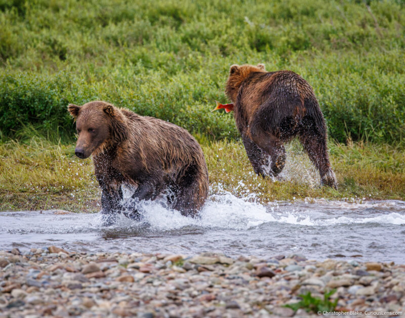 Two grizzly bears at Funnel Creek in Katmai National Park, one running through the water attempting to catch a salmon, the other running back on land with a salmon in its mouth.