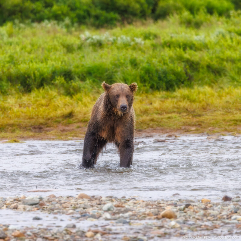 Grizzly bear standing in the middle of a river, soaking wet from rain and searching for salmon in Katmai National Park.