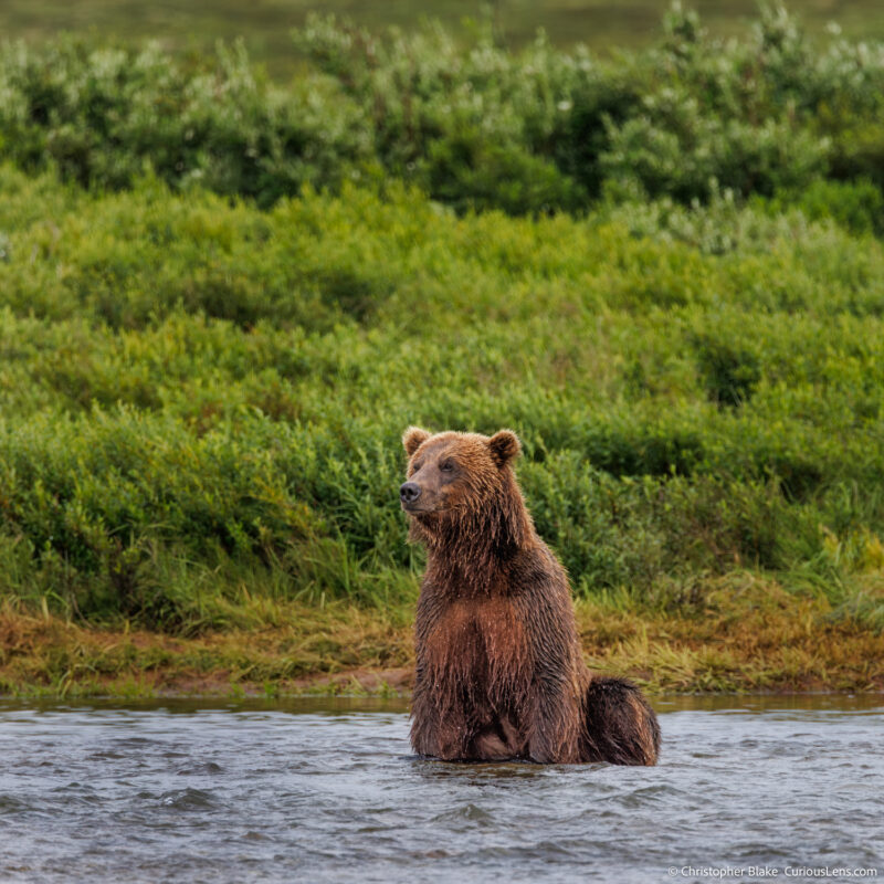 Grizzly bear sitting in the middle of a river with lush greenery in the background, Katmai National Park, captured during the salmon run, highlighting the serene and contemplative nature of wildlife in their natural habitat.