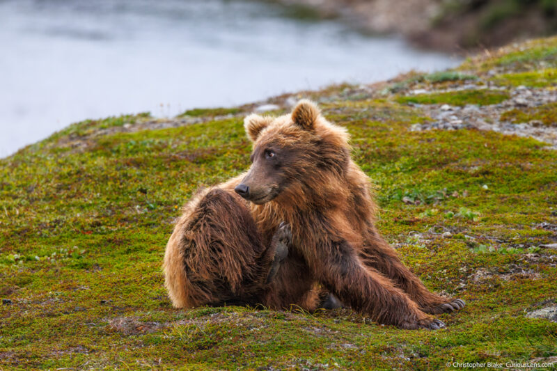 Grizzly bear scratching itself on a grassy riverbank in Katmai National Park, Alaska, captured by Chris Blake of CuriousLens.com.