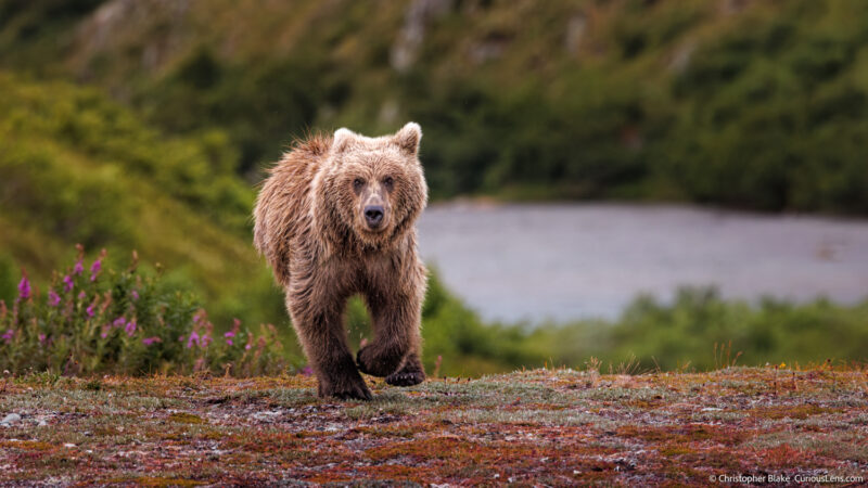 Young grizzly bear running towards the camera with an intense stare, kicking up dust on a flower-dotted riverbank in Katmai National Park, exemplifying the vigor and wild essence of youthful wildlife.