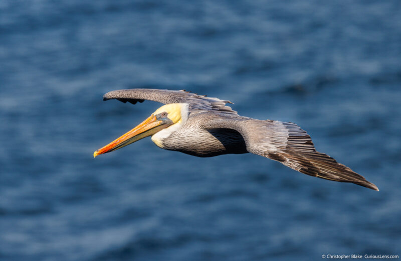 Close-up of a brown pelican in flight over the ocean, with detailed feathers and soft blue water below.