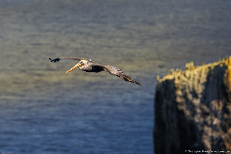 Brown pelican in flight at sunrise over the ocean with warm light on cliffs, Anacapa Island, Channel Islands National Park.