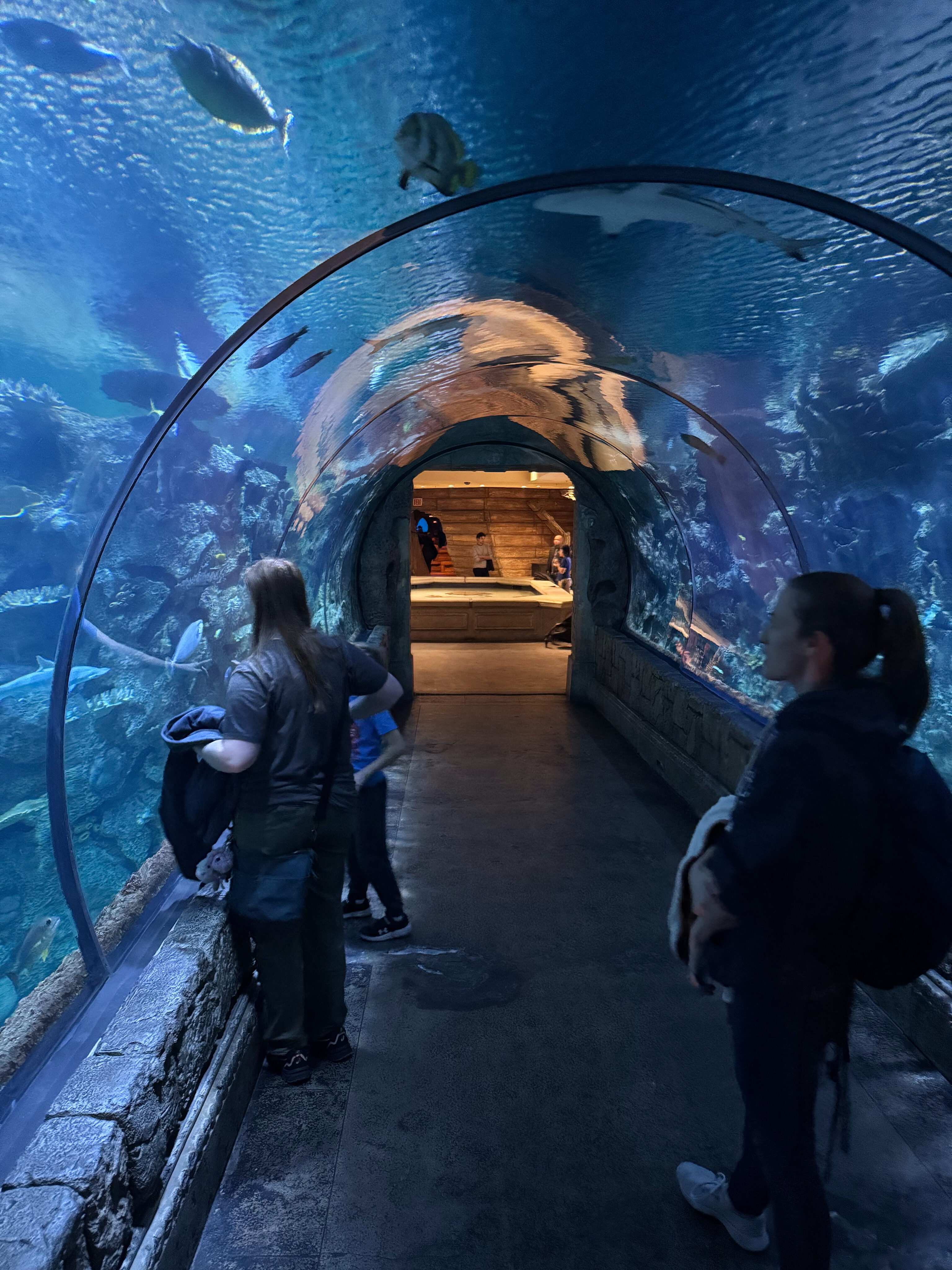 Cameron and Veronica walking through the tunnel tank at the Shark Reef Aquarium.