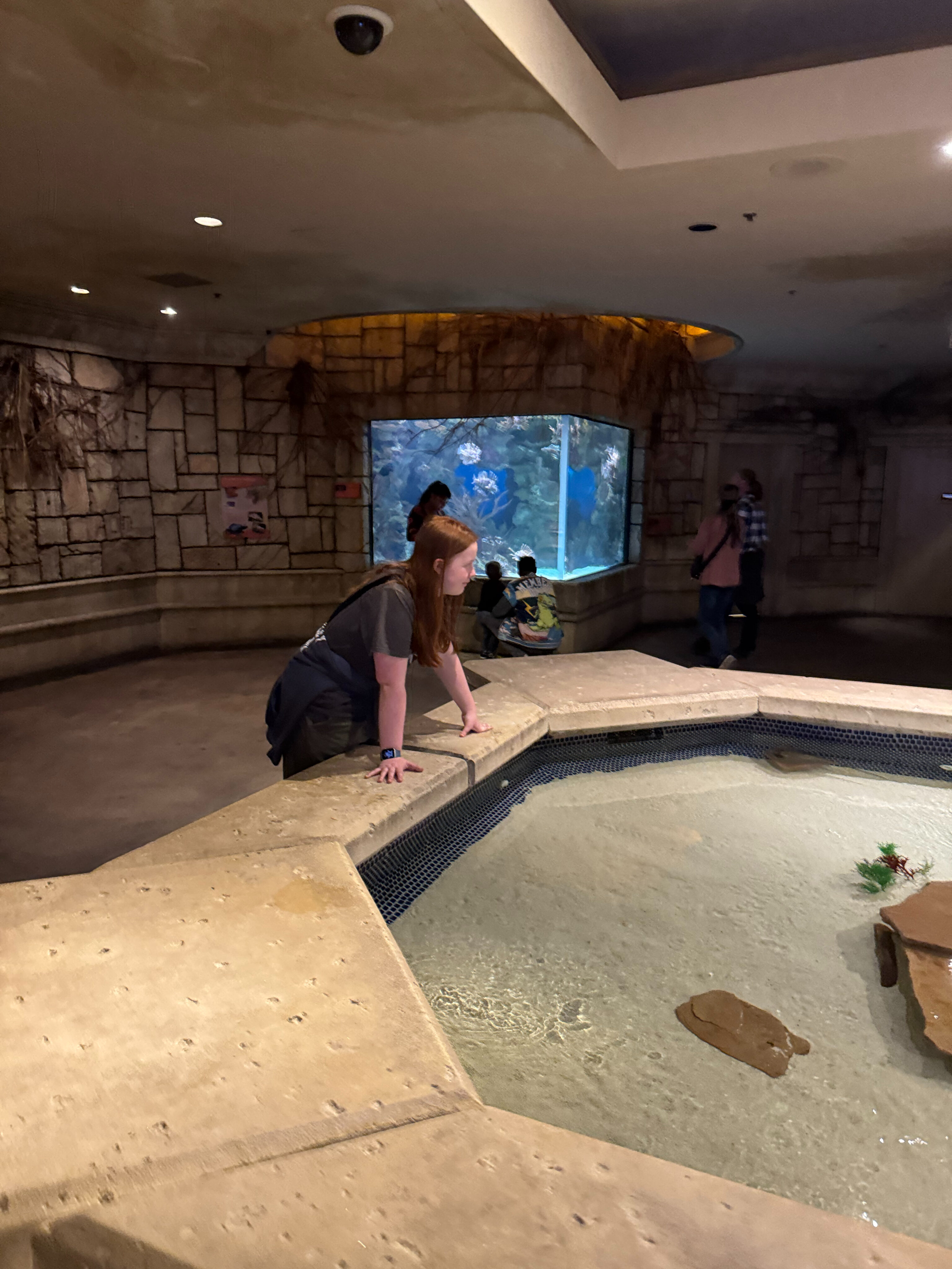 Cameron looking at the sting ray hands on tank.