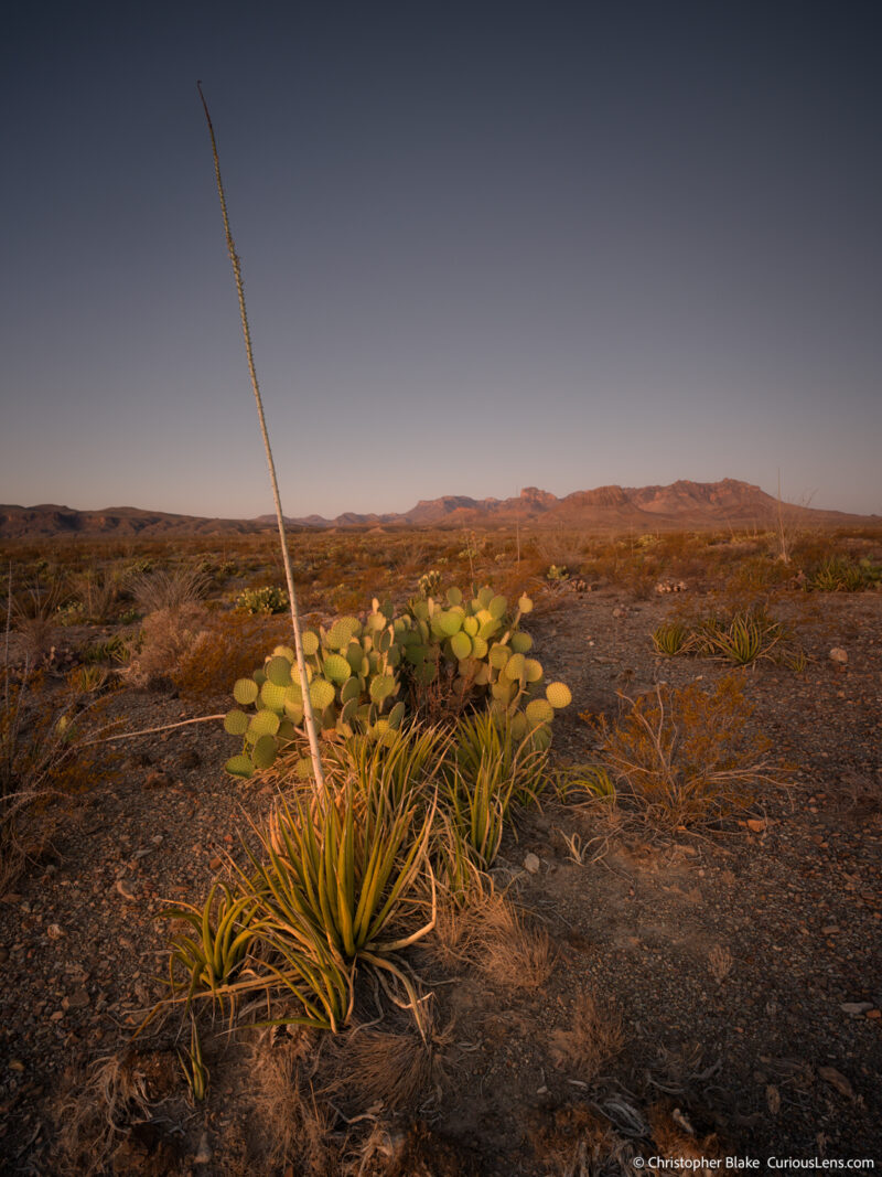 Early morning light illuminates a sotol plant and surrounding desert vegetation with the Chisos Mountains in the distance, in Big Bend National Park.