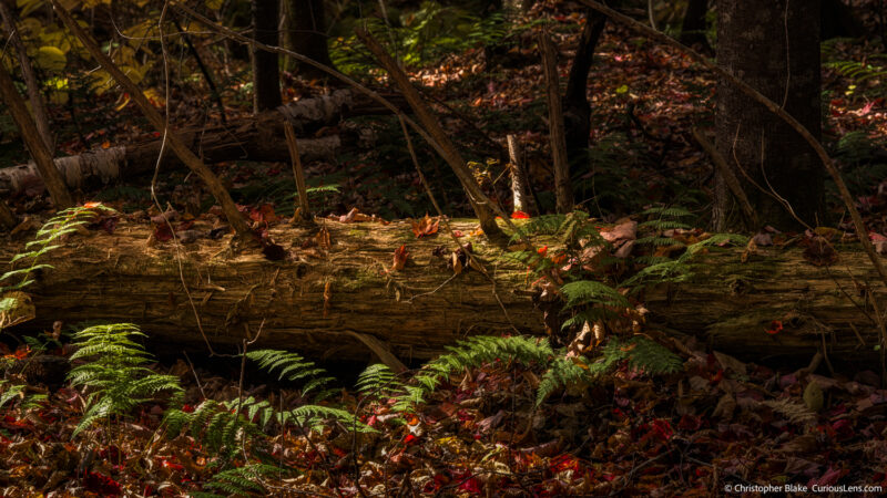 Late afternoon sunlight illuminates a fallen tree and surrounding ferns in the White Mountains, highlighting the vibrant autumn leaves scattered across the forest floor.