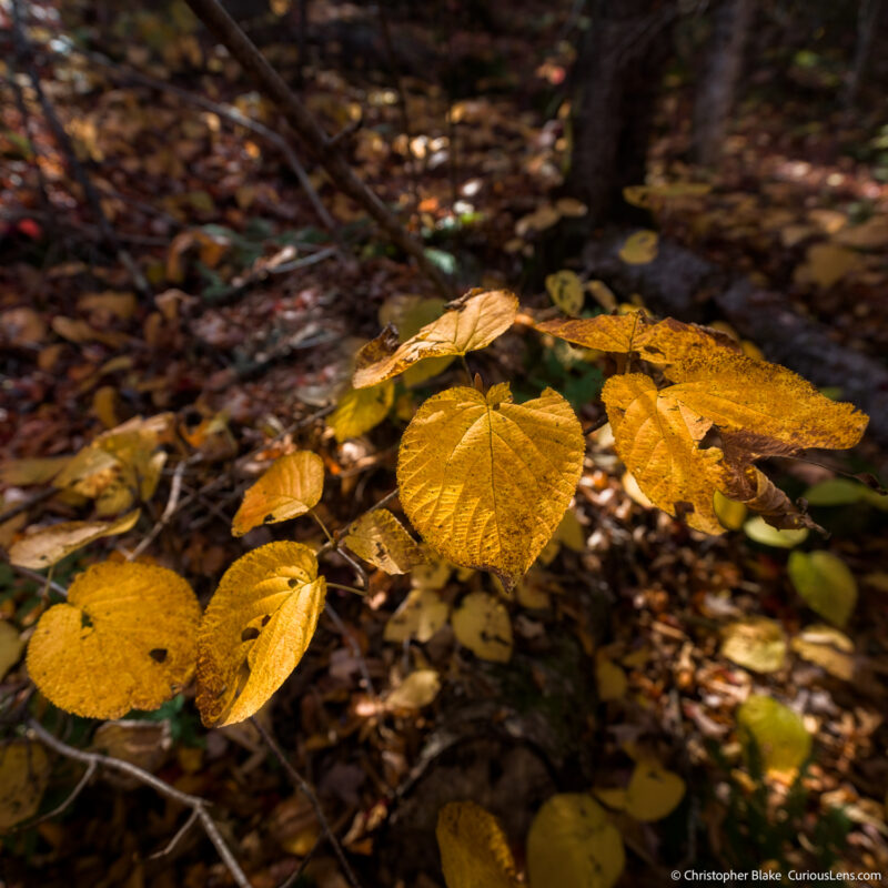 Close-up of vibrant yellow leaves lit by dappled sunlight in the White Mountains during peak fall season.