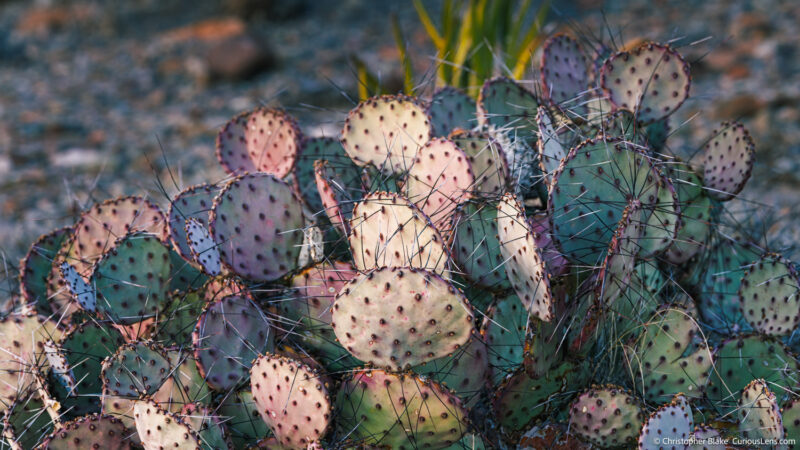 Close-up of prickly pear cacti under the soft morning light, highlighting the contrast between the sharp thorns and the vibrant colors of the cacti pads.