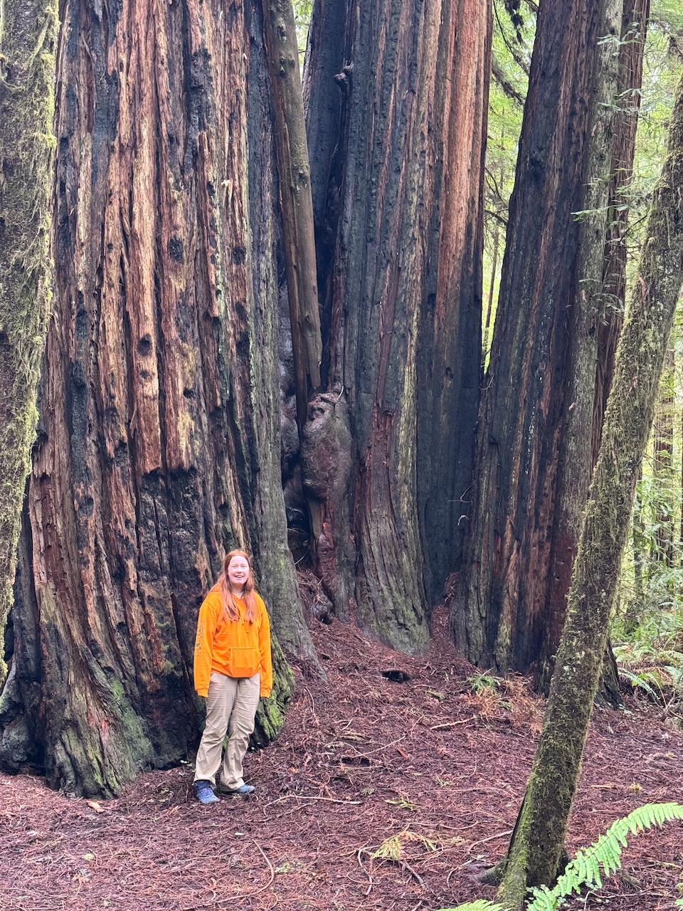 Cameron in an orange hoodie standing in front of massive redwoods in the Jedediah Smith Redwoods Park.