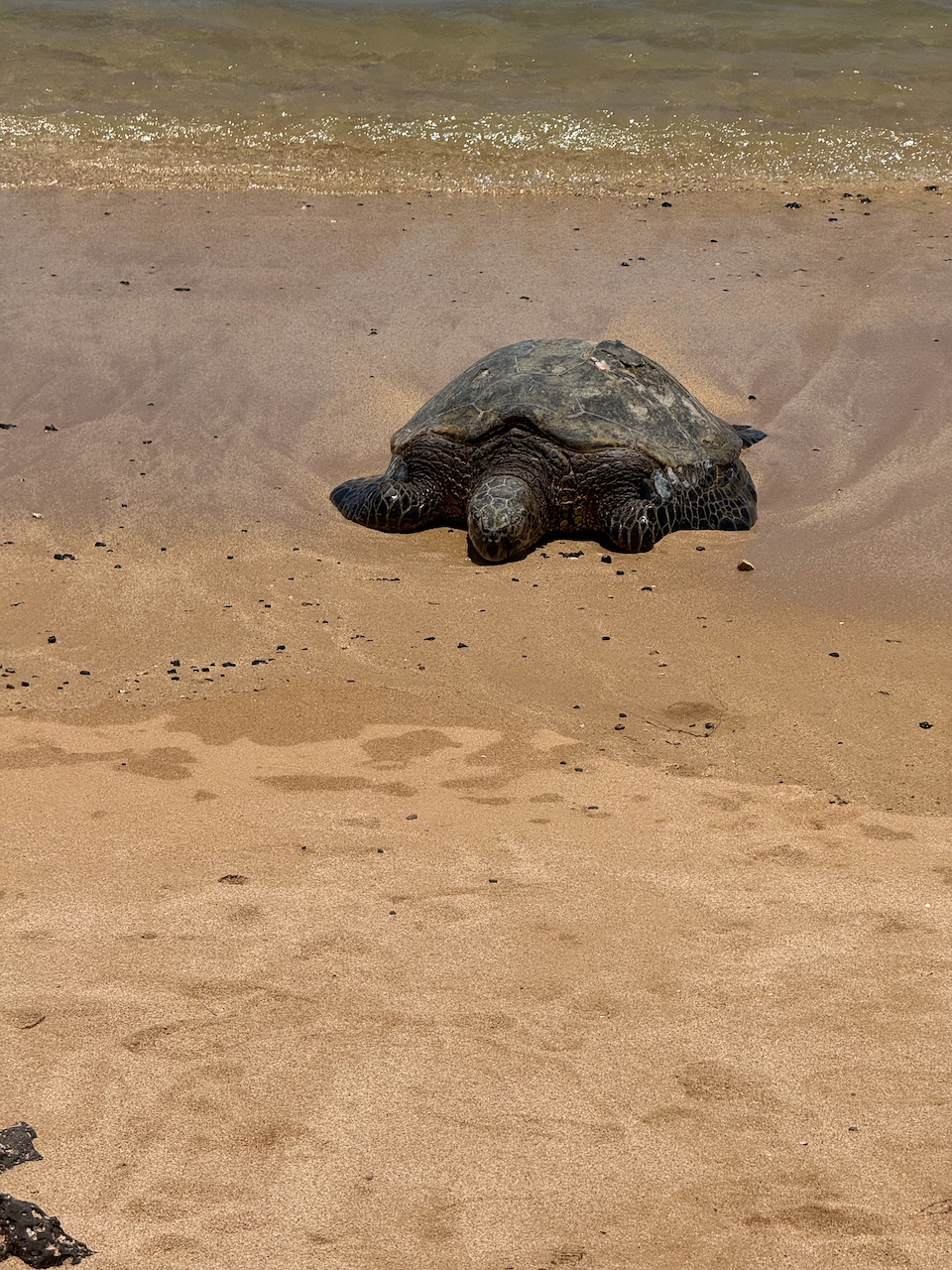 Green sea turtle resting on the sand at Poʻipū Beach, Kauaʻi.