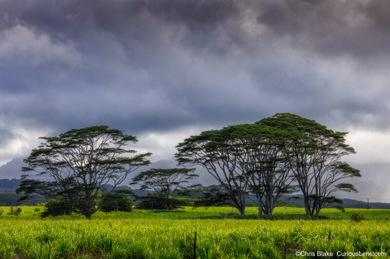 Windbreak trees in a green pasture on Kauai with storm clouds overhead and sunlight highlighting the field.