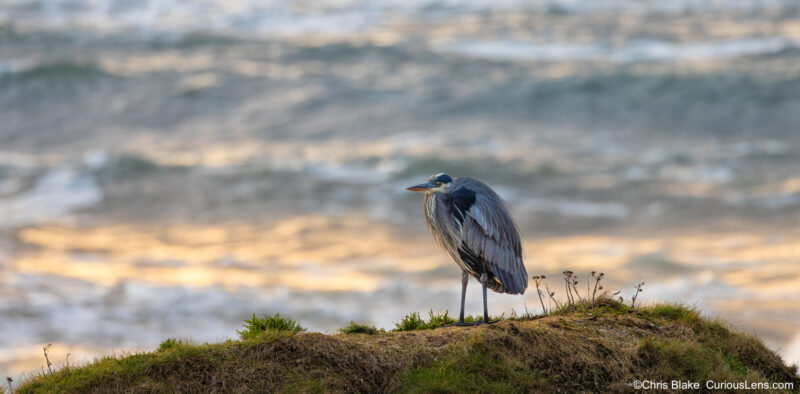 Great Blue Heron standing on a dune at Seal Rock with warm sunset light on the ocean behind it