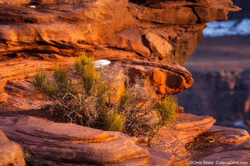 Warm evening light on desert shrubs and red sandstone at Dead Horse Point State Park in Utah, with snow and the canyon valley blurred in the background.